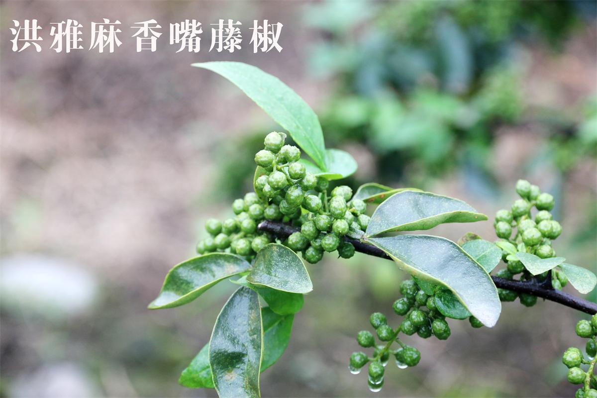 吳灘農(nóng)業(yè)麻辣調(diào)味料讓你在這個(gè)冬天實(shí)現(xiàn)火鍋?zhàn)杂?>
						</a>
						<div   id=